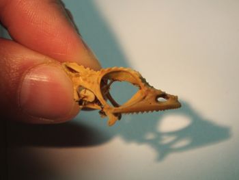 Media type: image;   Herpetology R-18364